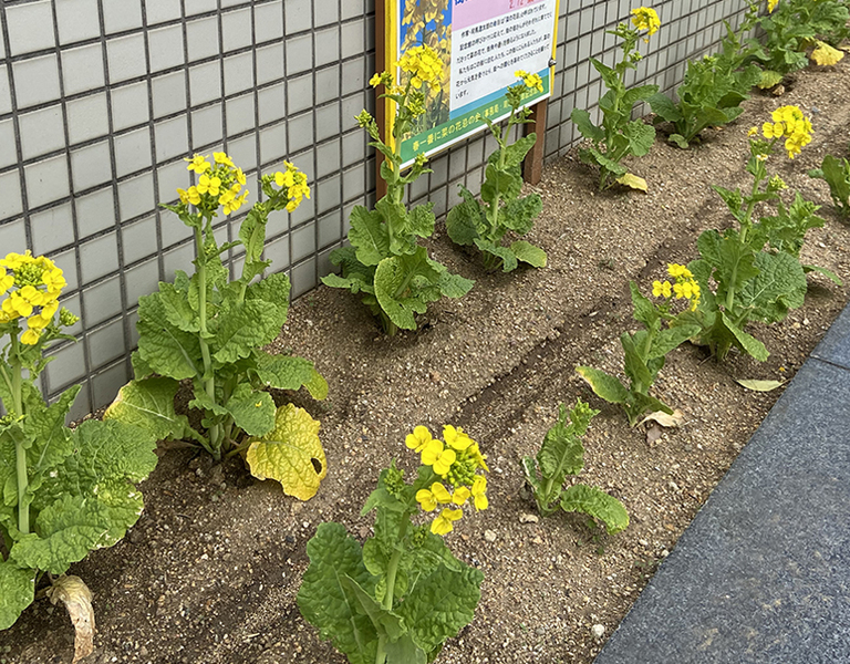 街に菜の花を咲かせよう、｢司馬遼太郎記念館～八戸ノ里駅｣。