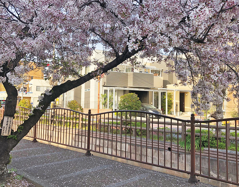 春は桜が咲き乱れる｢長瀬川沿い遊歩道｣。