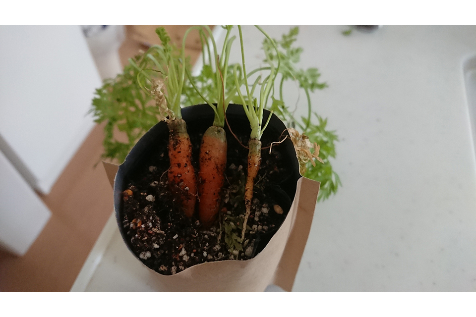 野菜メイン