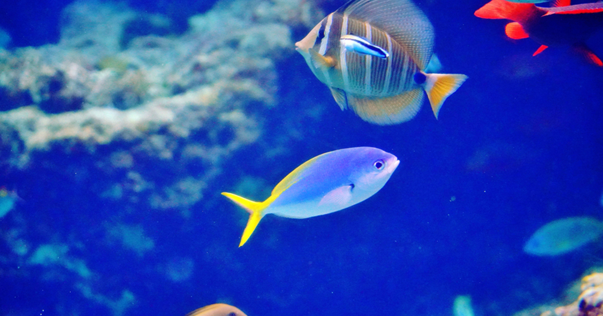 キレイな魚に癒やされたい！アクアリウムの魅力と飼育の手順 | 住まい