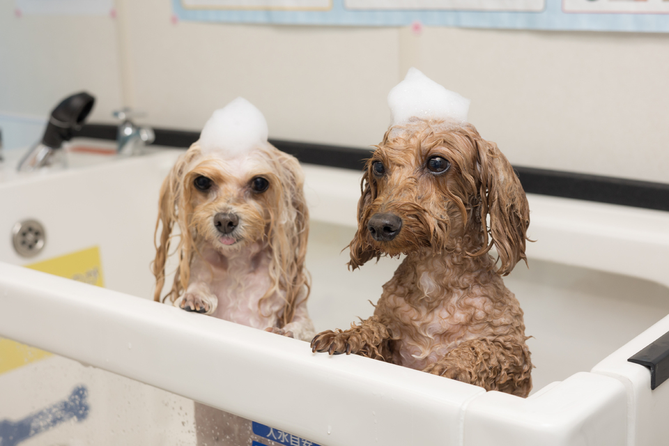 愛犬家が嬉しい新しいサービスを提供 近鉄不動産のセルフ式ドッグスパ「K・DogSpa」 施設 まちのこと エンジェルストーリー