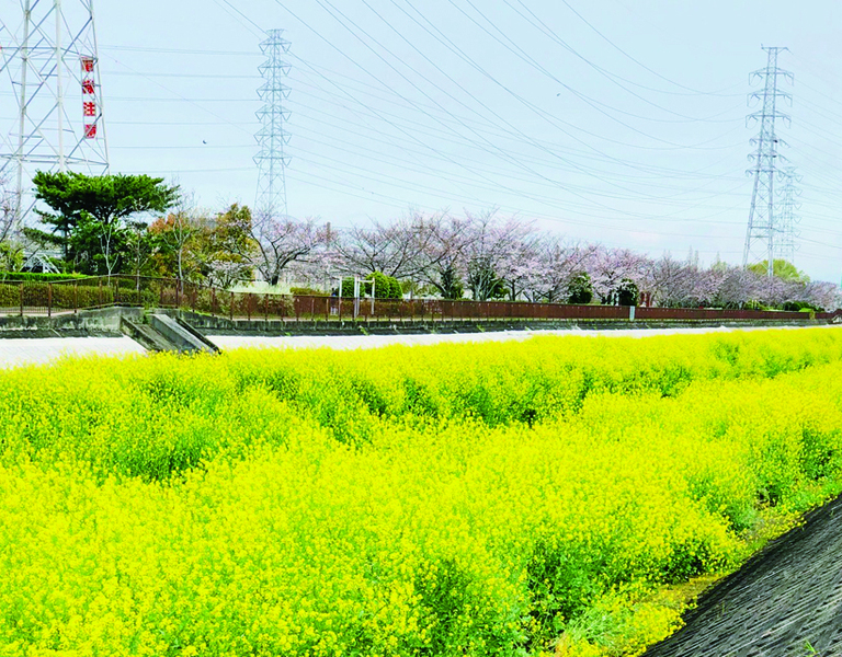菜の花と桜01