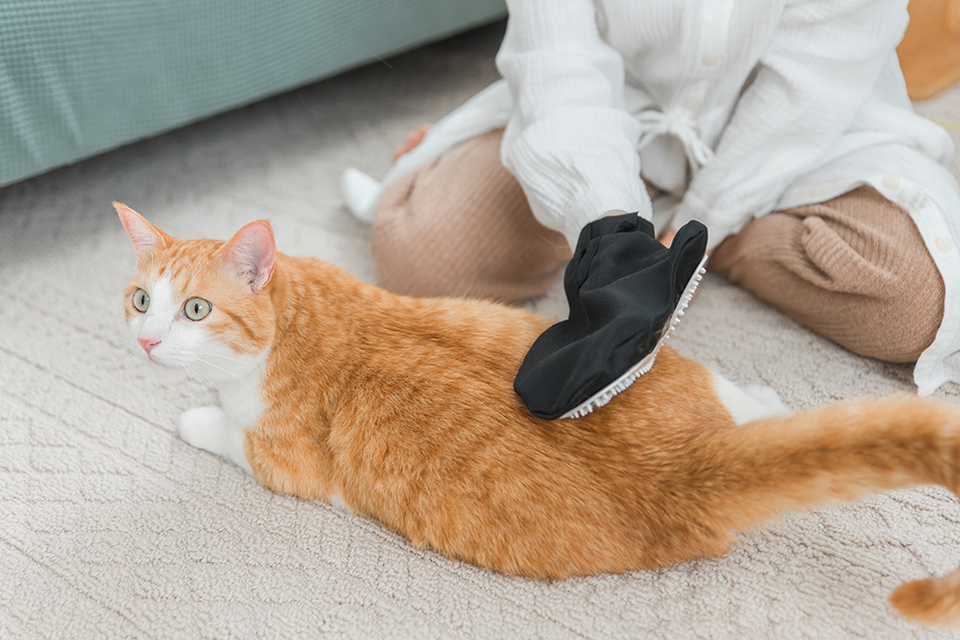 猫の日サブ