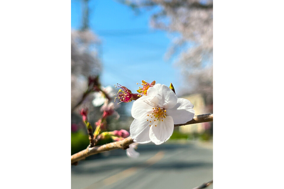 桜通り