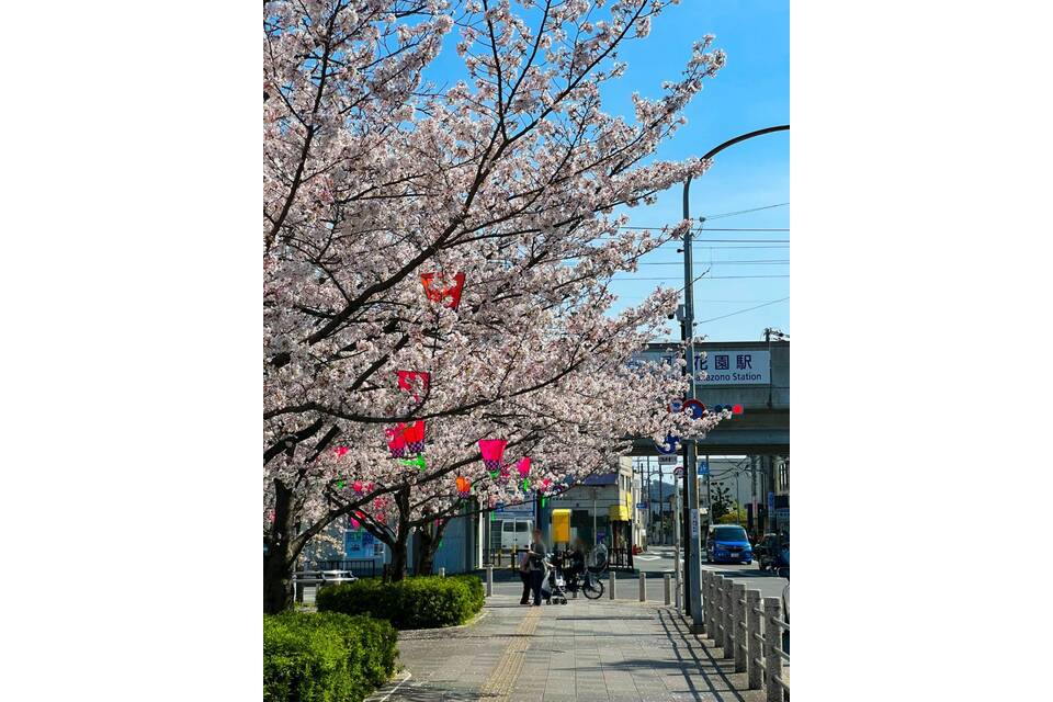 桜通り２