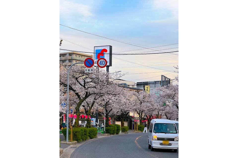 桜通り３
