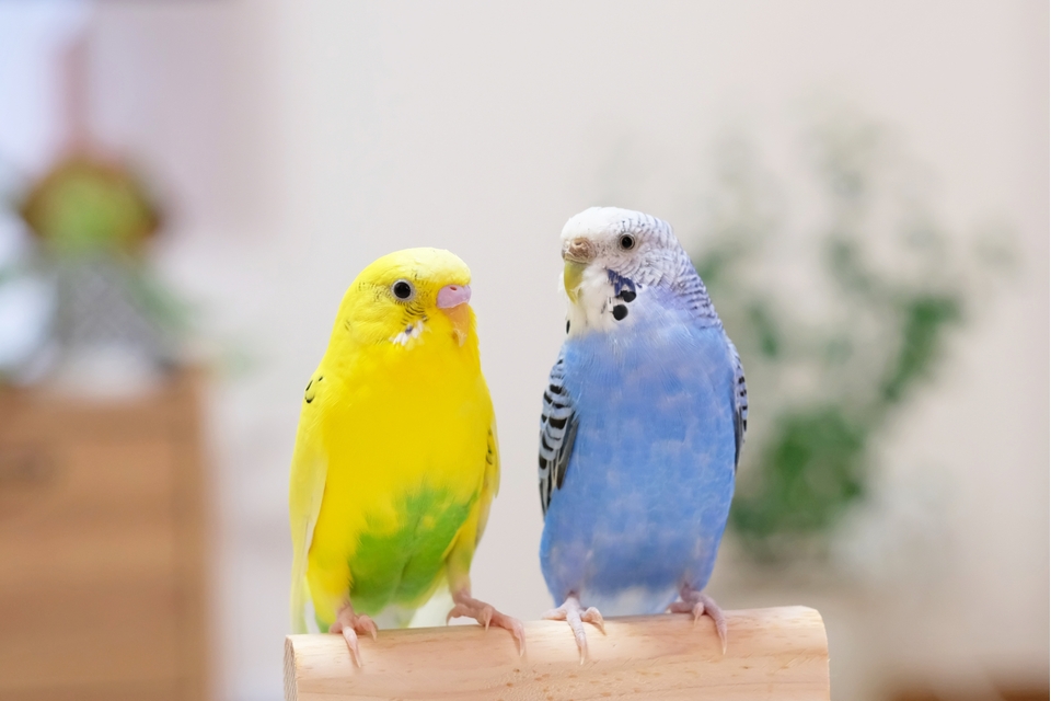 初めてのペットは小鳥で決まり！飼いやすい小鳥の種類は