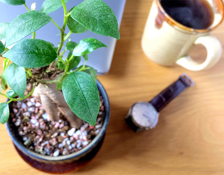在宅ワークに癒やしを♪仕事環境に観葉植物がおすすめの理由