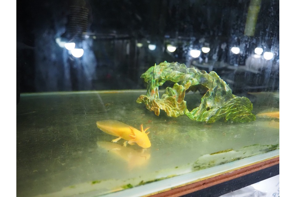 ウーパールーパー