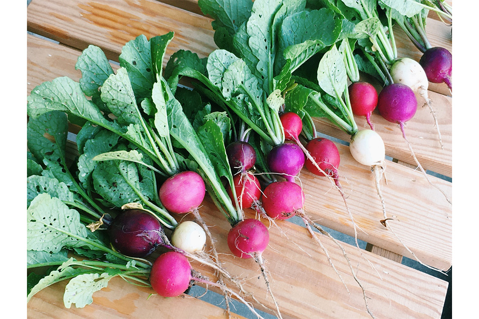 プランターでも育つ野菜3選