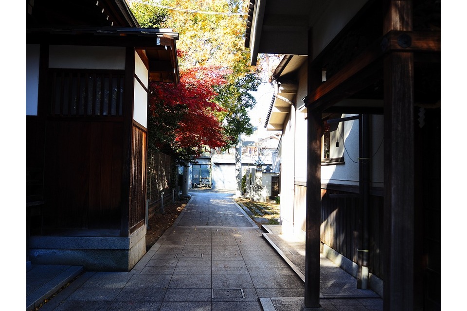 紅葉