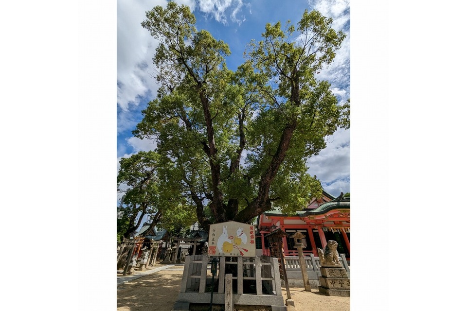 ご神木