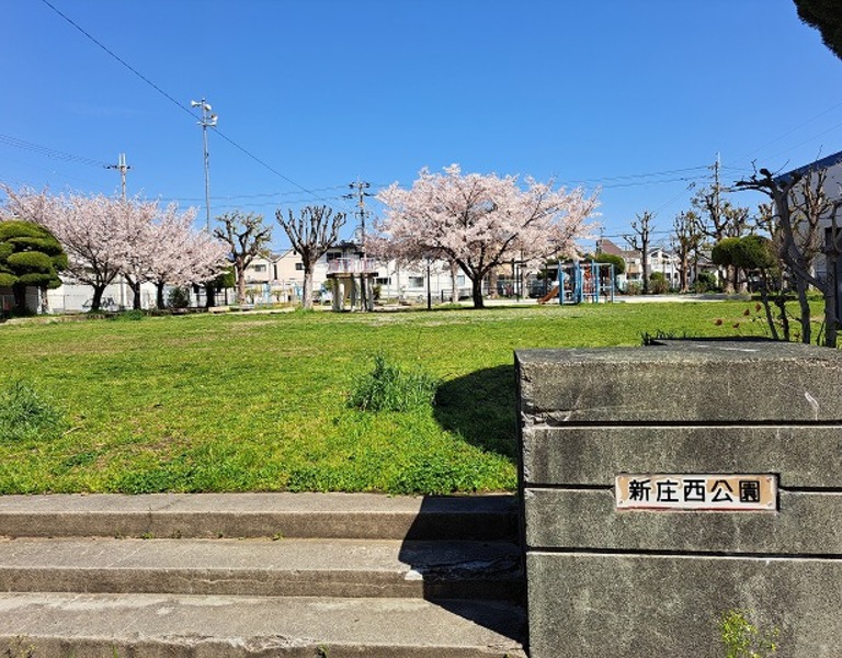 桜が咲いている公園