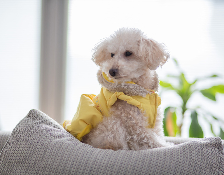 愛犬との幸せな暮らしを叶える♪犬と楽しく暮らせる家とは？