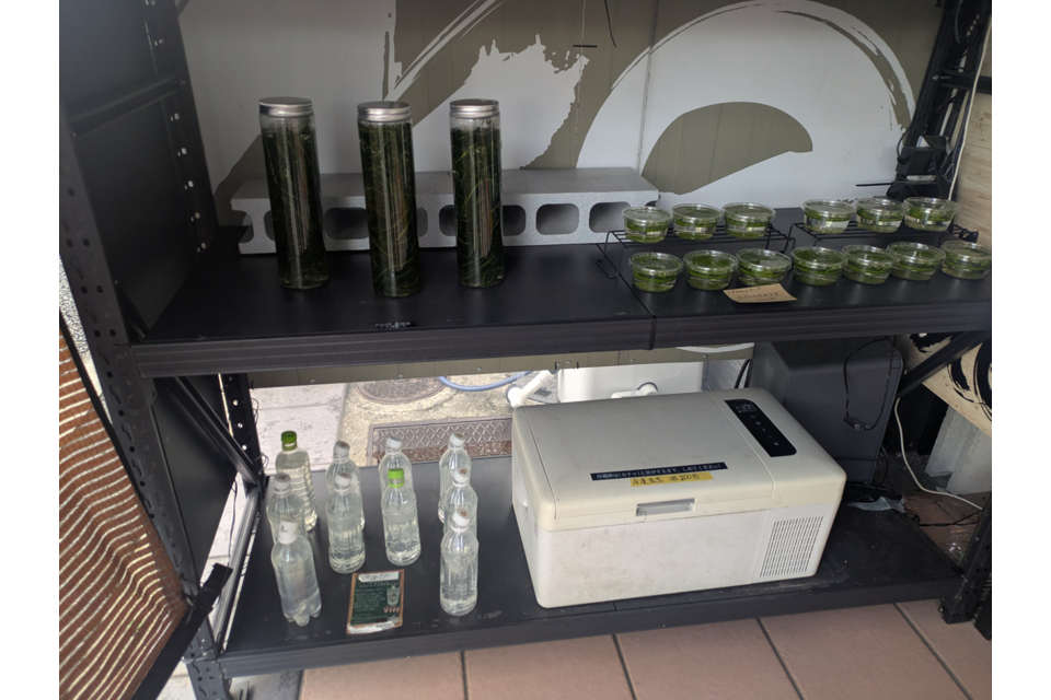 めだかの餌販売